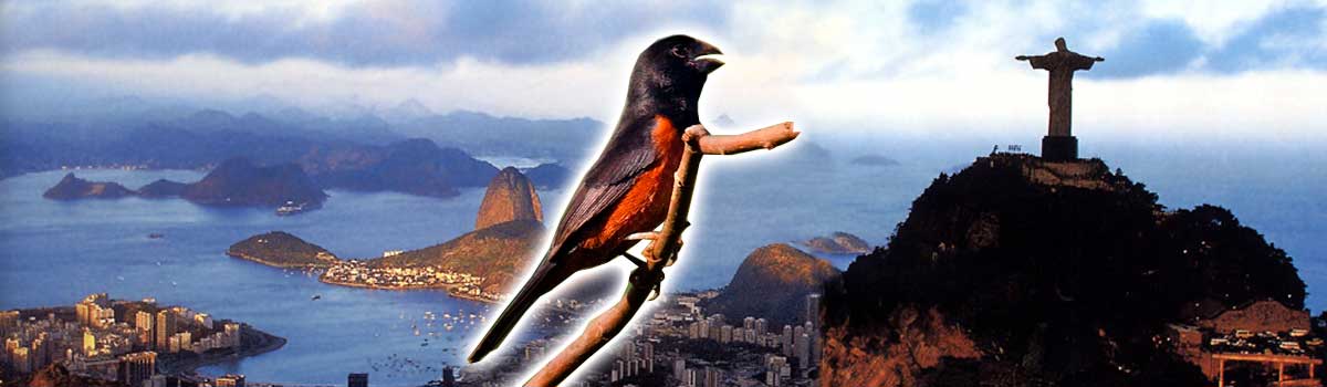 NOVAS CONTRATAÇÕES 
